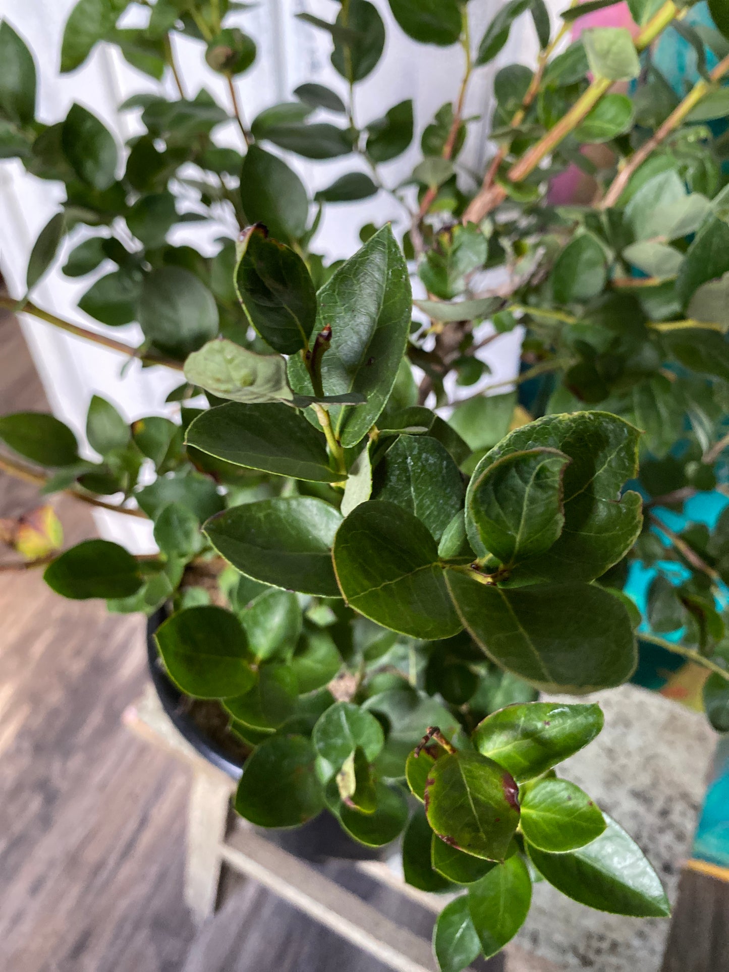 Blueberry Emerald Bush
