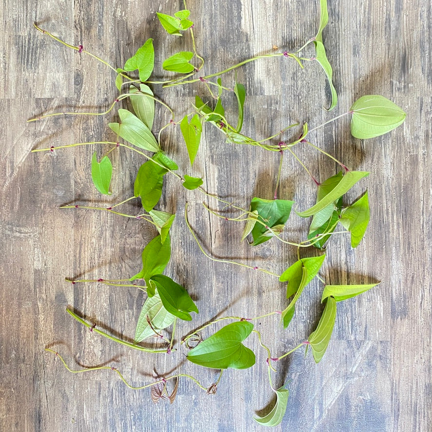 Ube Purple Yam Plant Vine Cuttings For Propagation - Dioscorea Alata