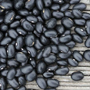 BEAN Seeds, Black Midnight Bush
