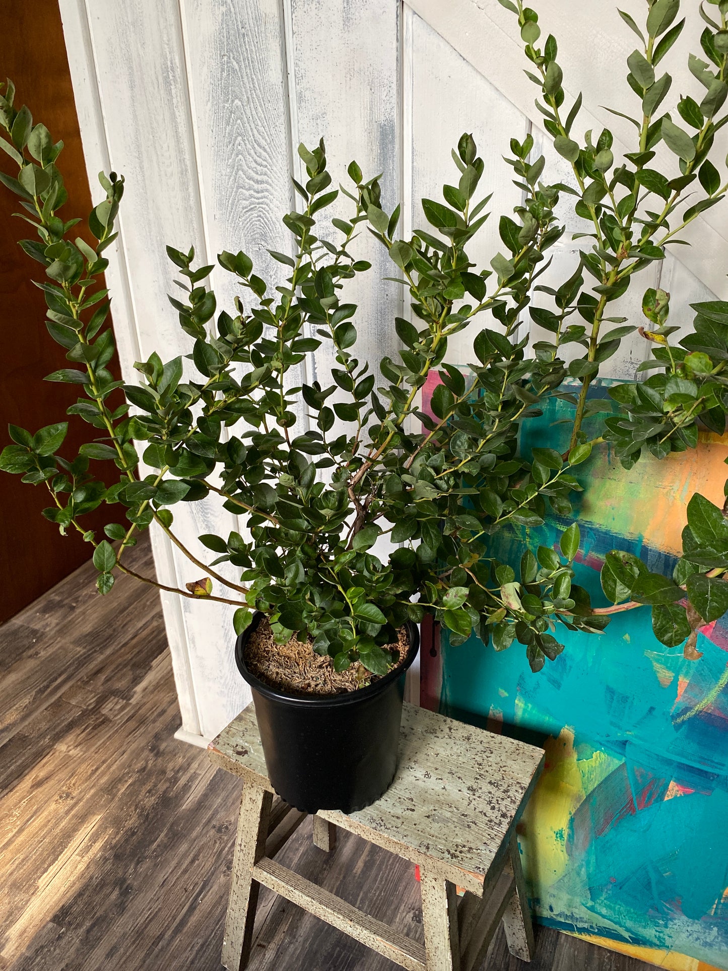 Blueberry Emerald Bush