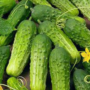 CUCUMBER Seeds, National Pickling