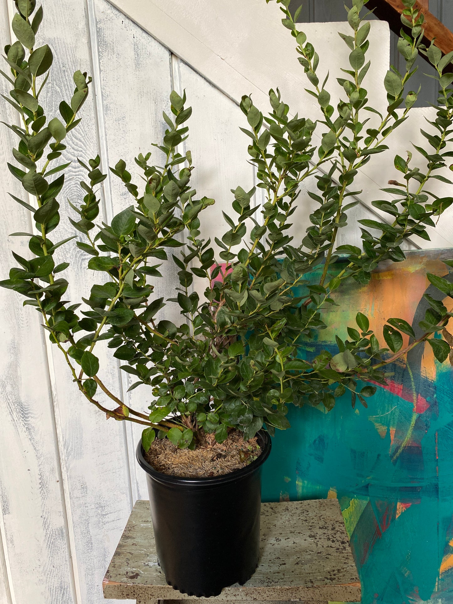 Blueberry Emerald Bush