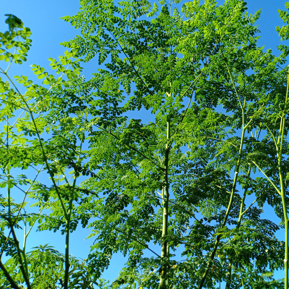 Grown Moringa tree