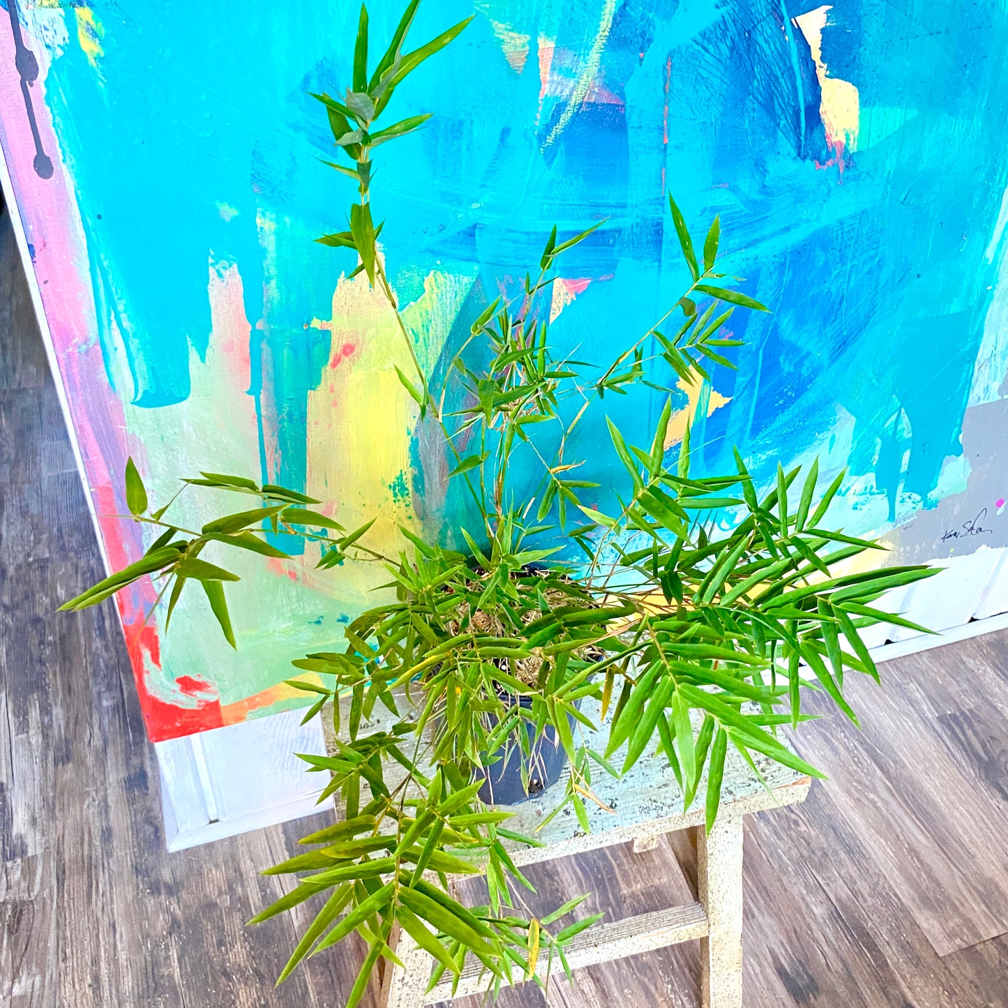Bamboo plant houseplant