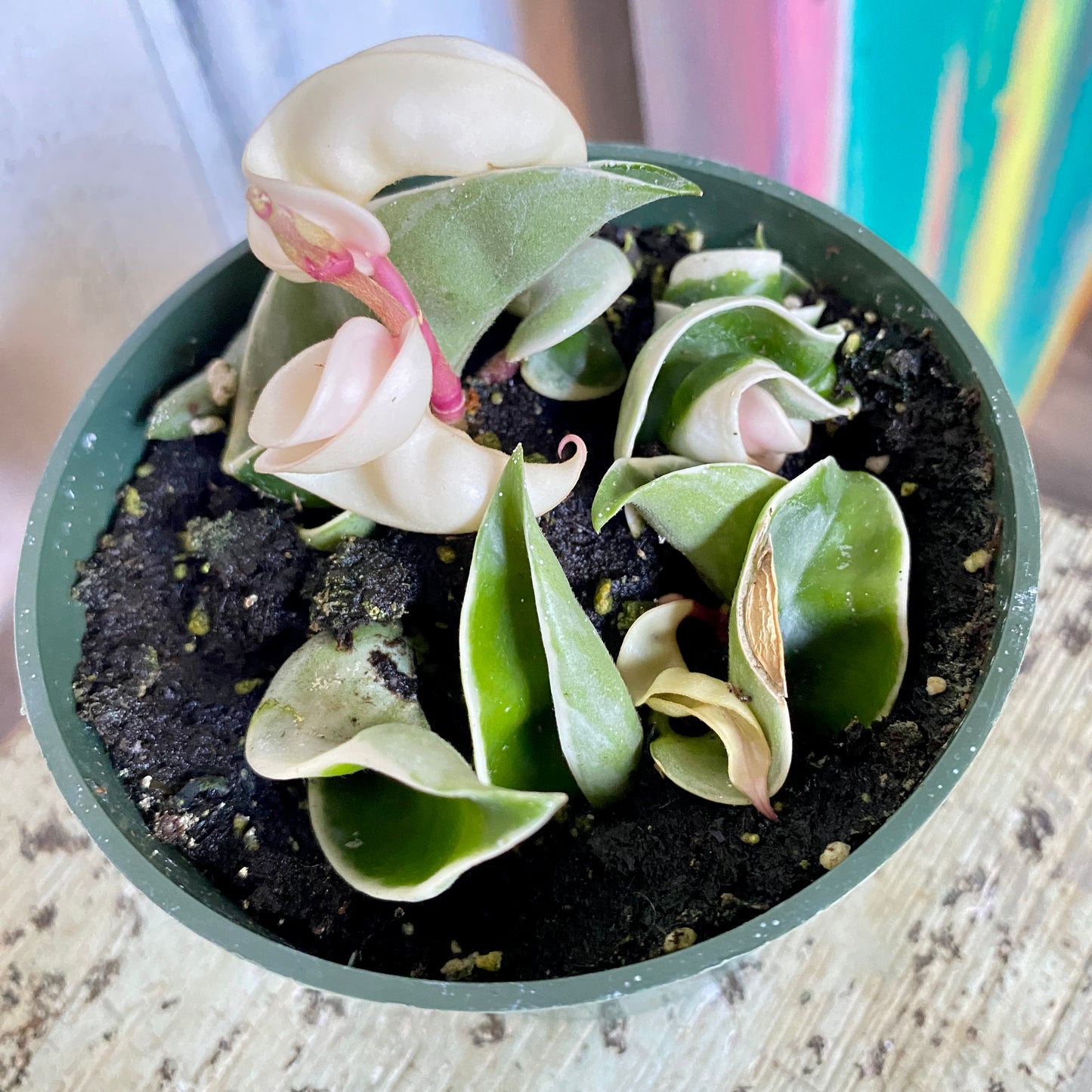 Small succulent plant in a pot on a wooden surface with a blurred background