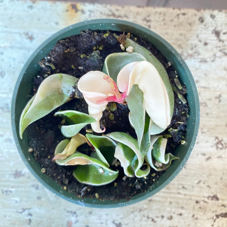 Potted plant with unique leaf pattern on a white background
