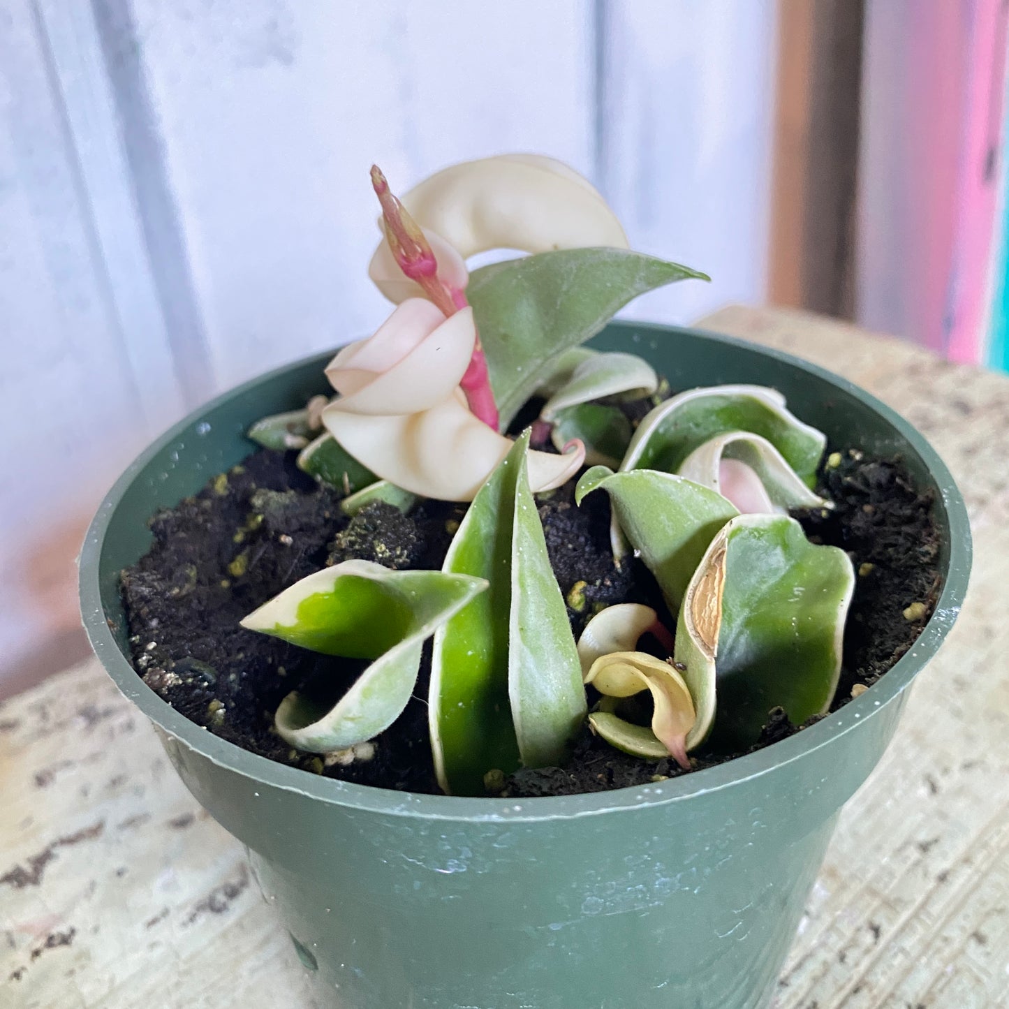 Potted plant with green leaves and a pink flower on a textured surface.