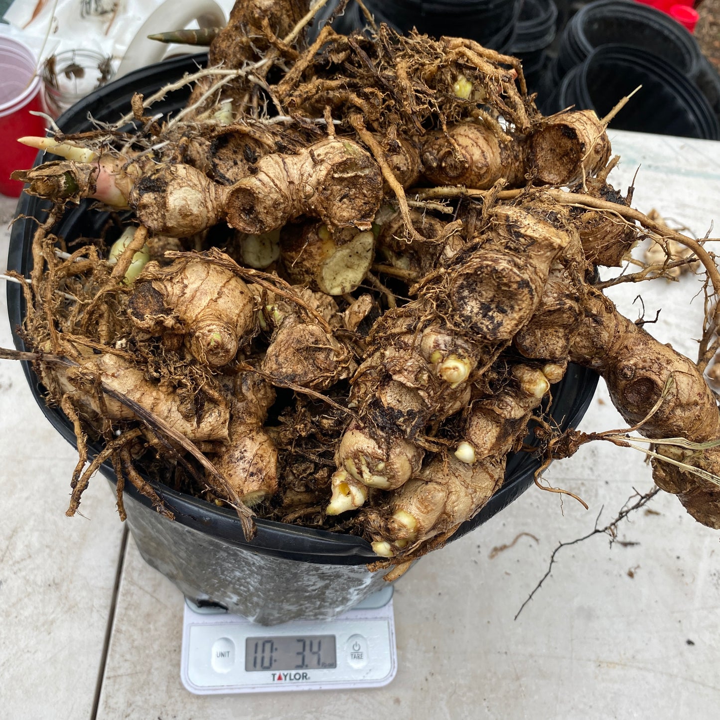 Awapuhi Shampoo Ginger (Zingiber zerumbet) Rhizomes