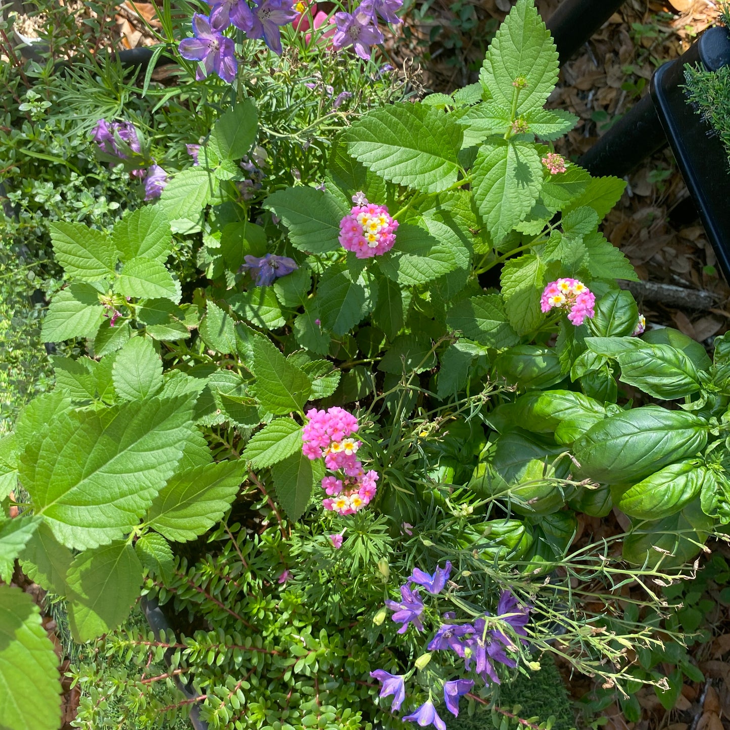 Window Box Garden Planter