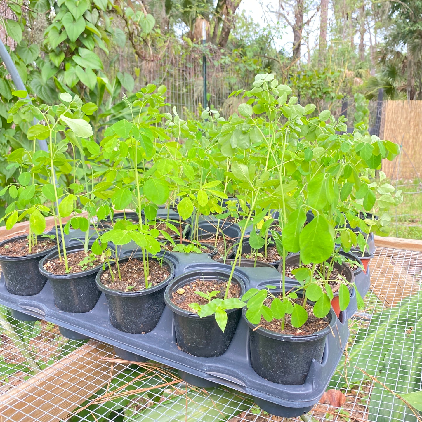 Moringa Oleifera Tree, Live Plant