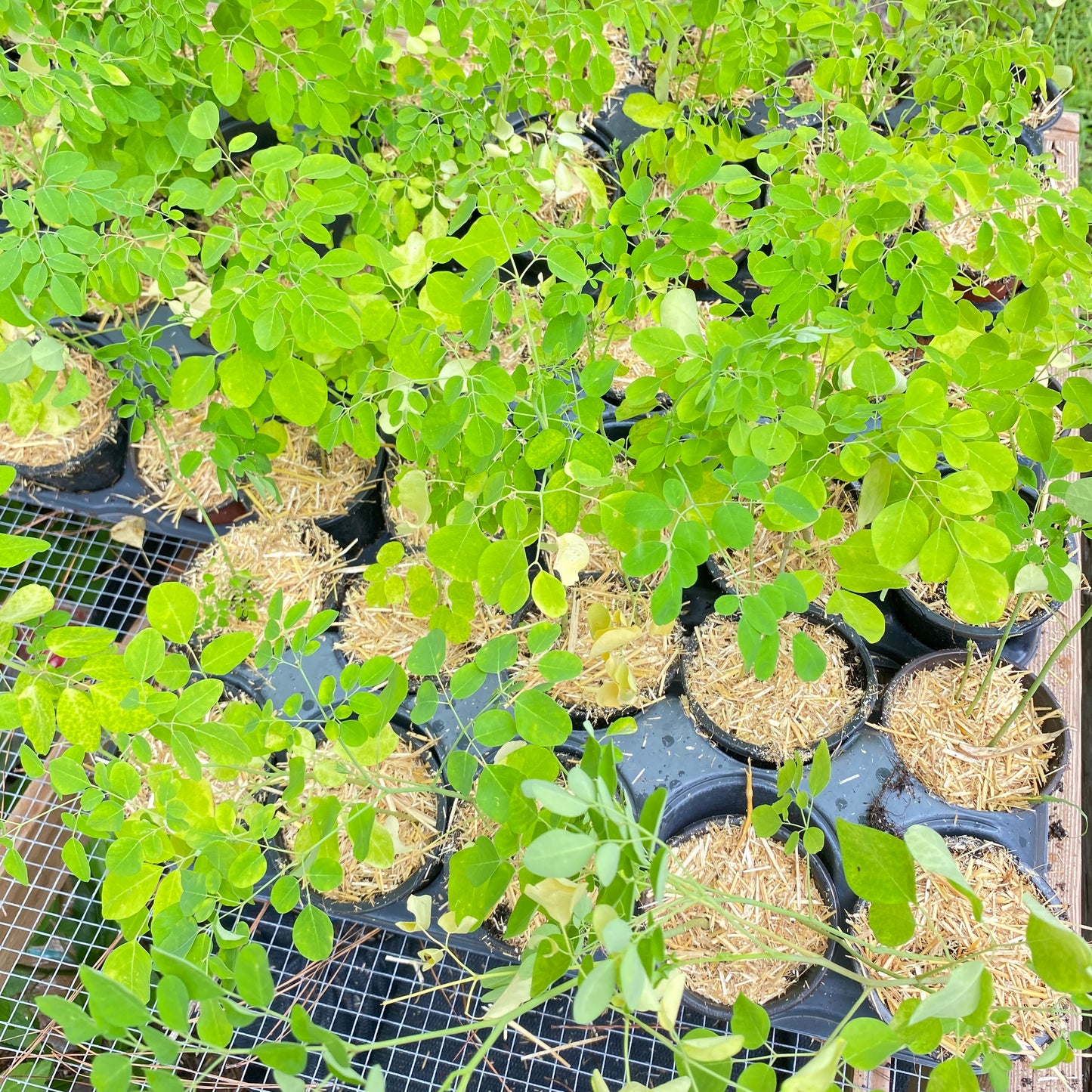 Moringa Oleifera Tree, Live Plant