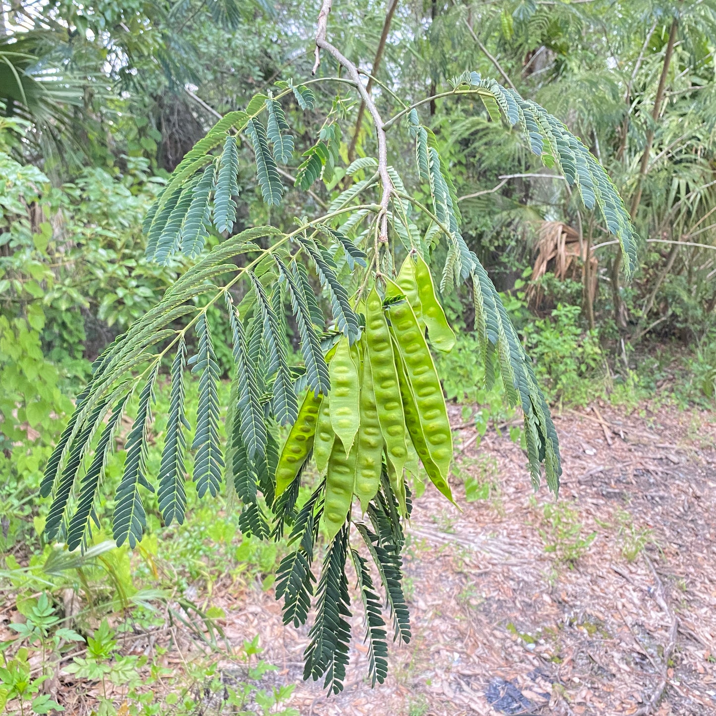 Green seed pods and leaves on a tree branch with a forest background