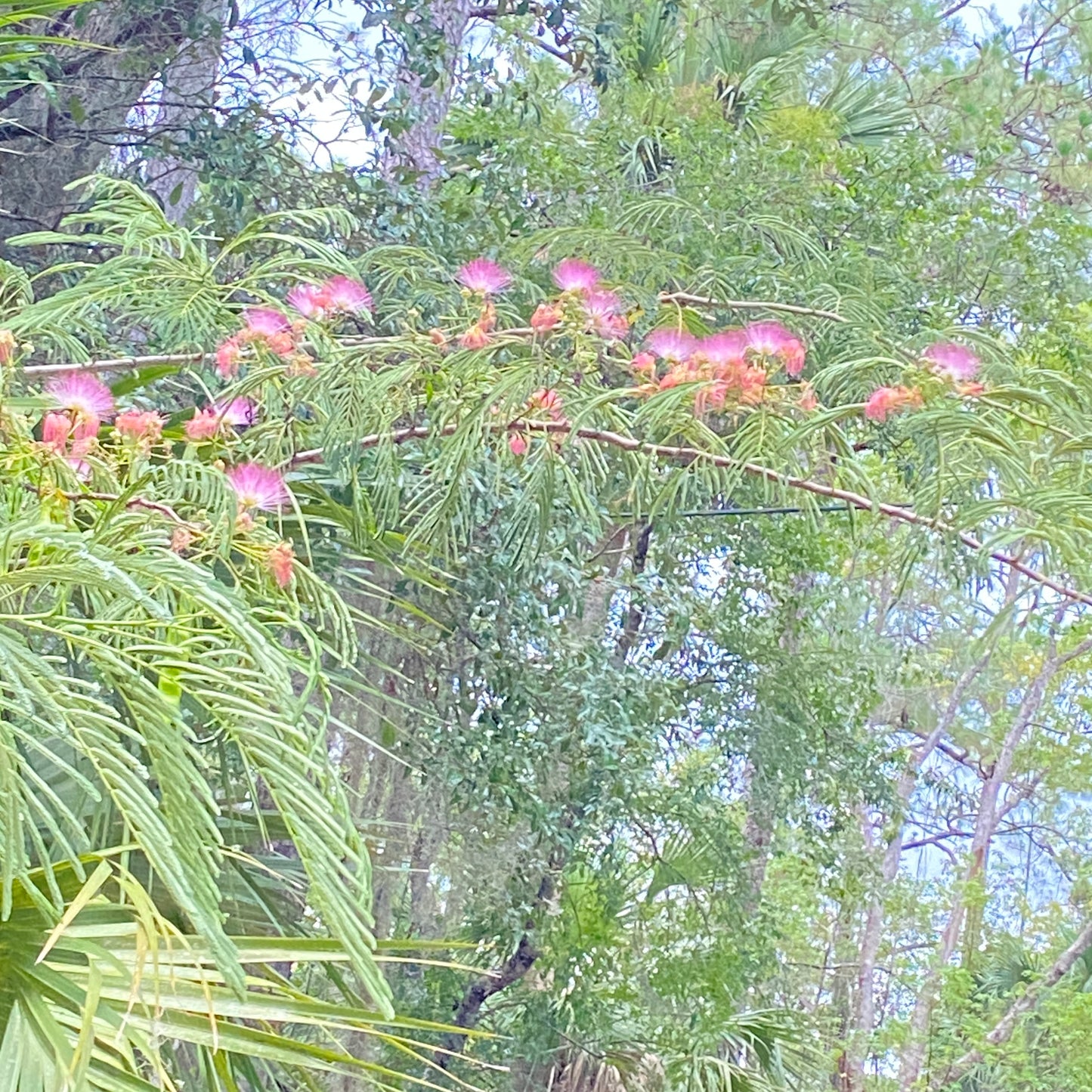 Pink Mimosa Tree and Seeds