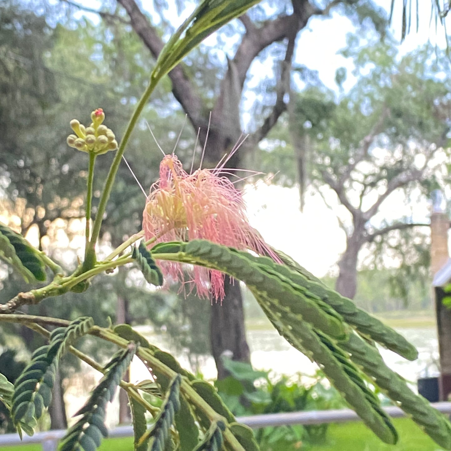 Pink Mimosa Tree and Seeds