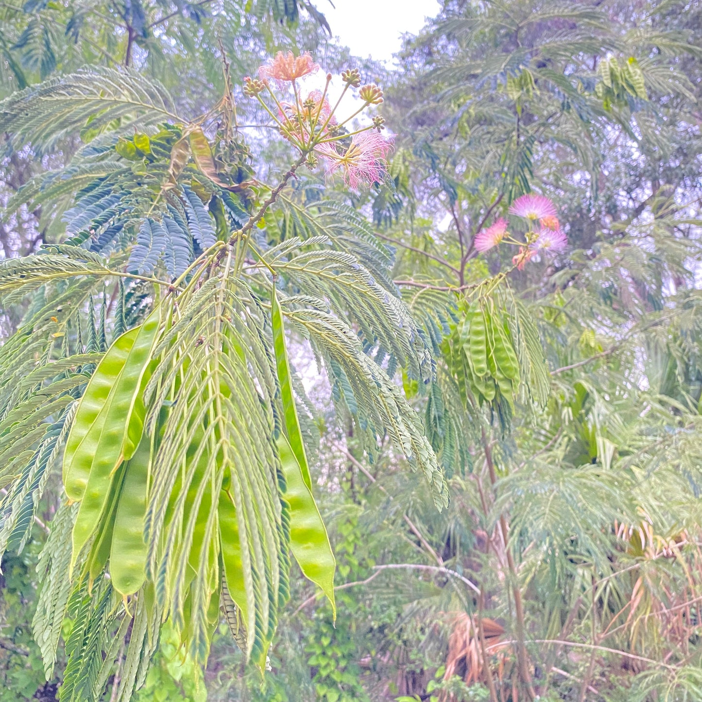 Pink Mimosa Tree and Seeds