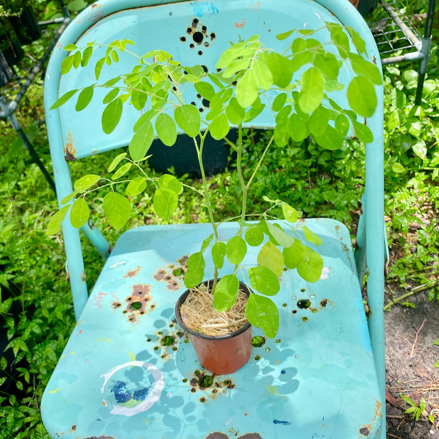 Moringa Oleifera Tree, Live Plant