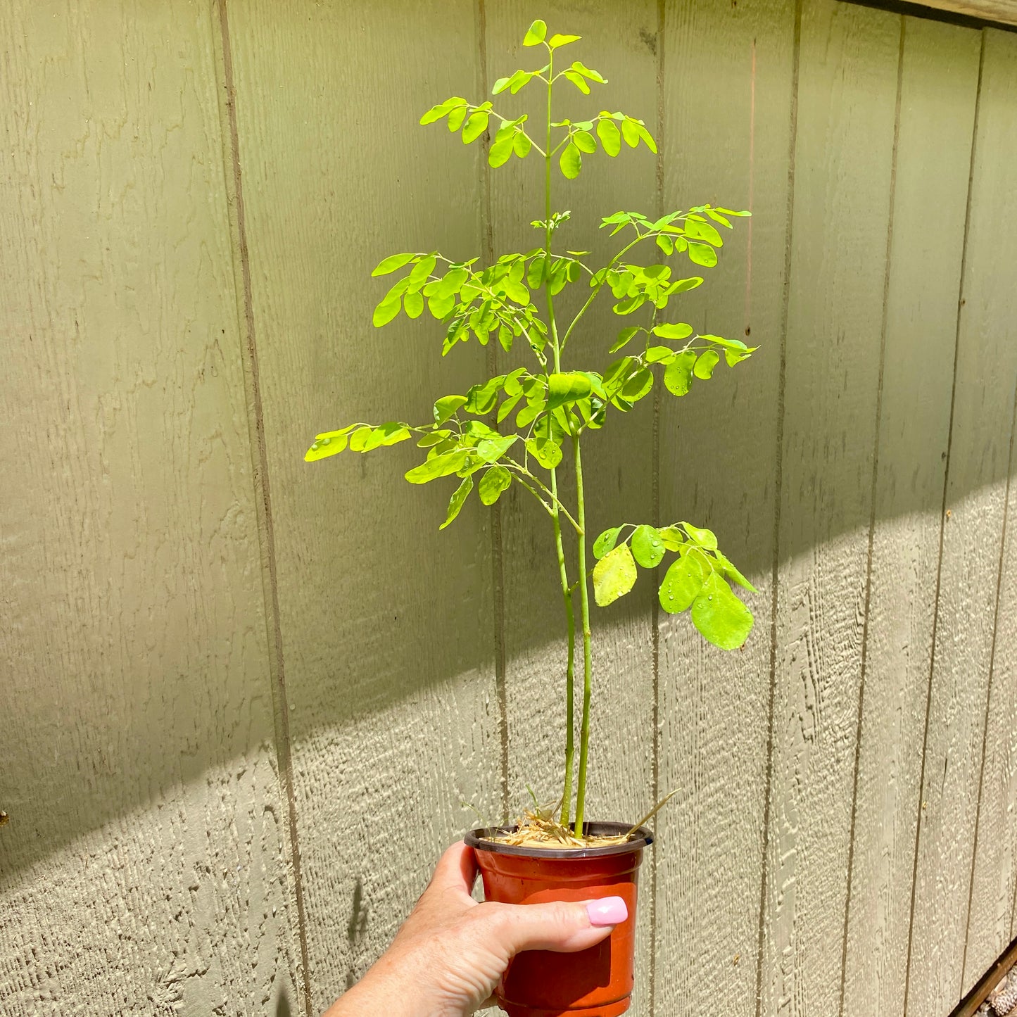 Moringa Oleifera Tree, Live Plant