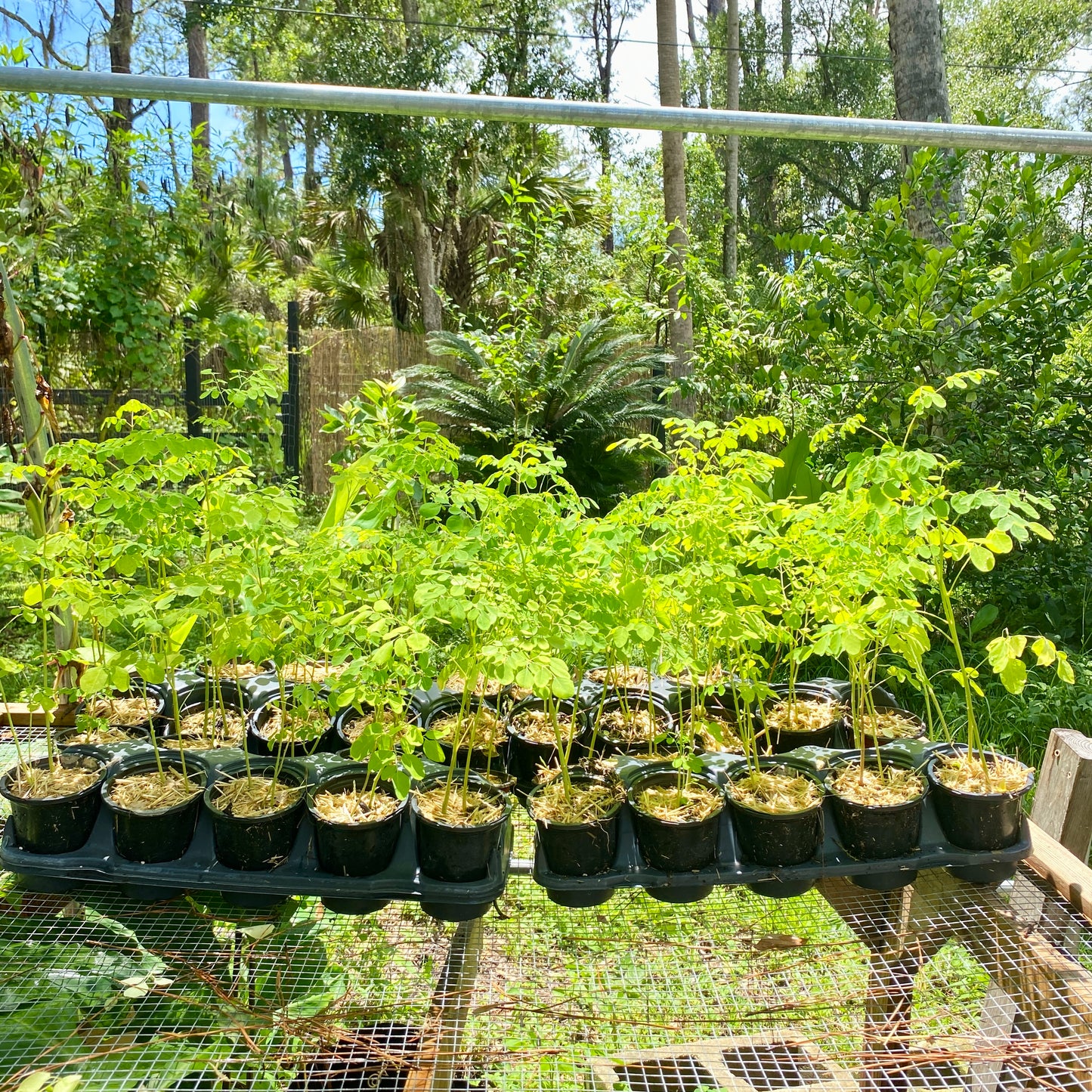 Moringa Oleifera Tree, Live Plant