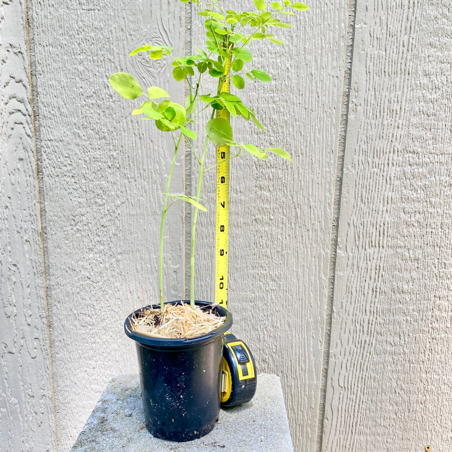Moringa Oleifera Tree, Live Plant