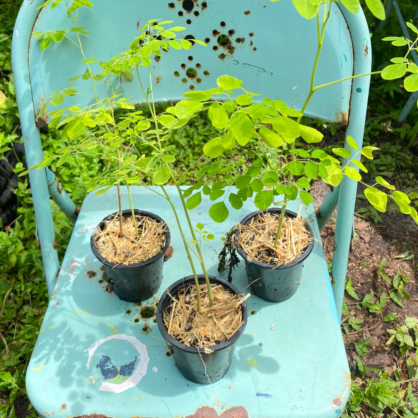 Moringa Oleifera Tree, Live Plant