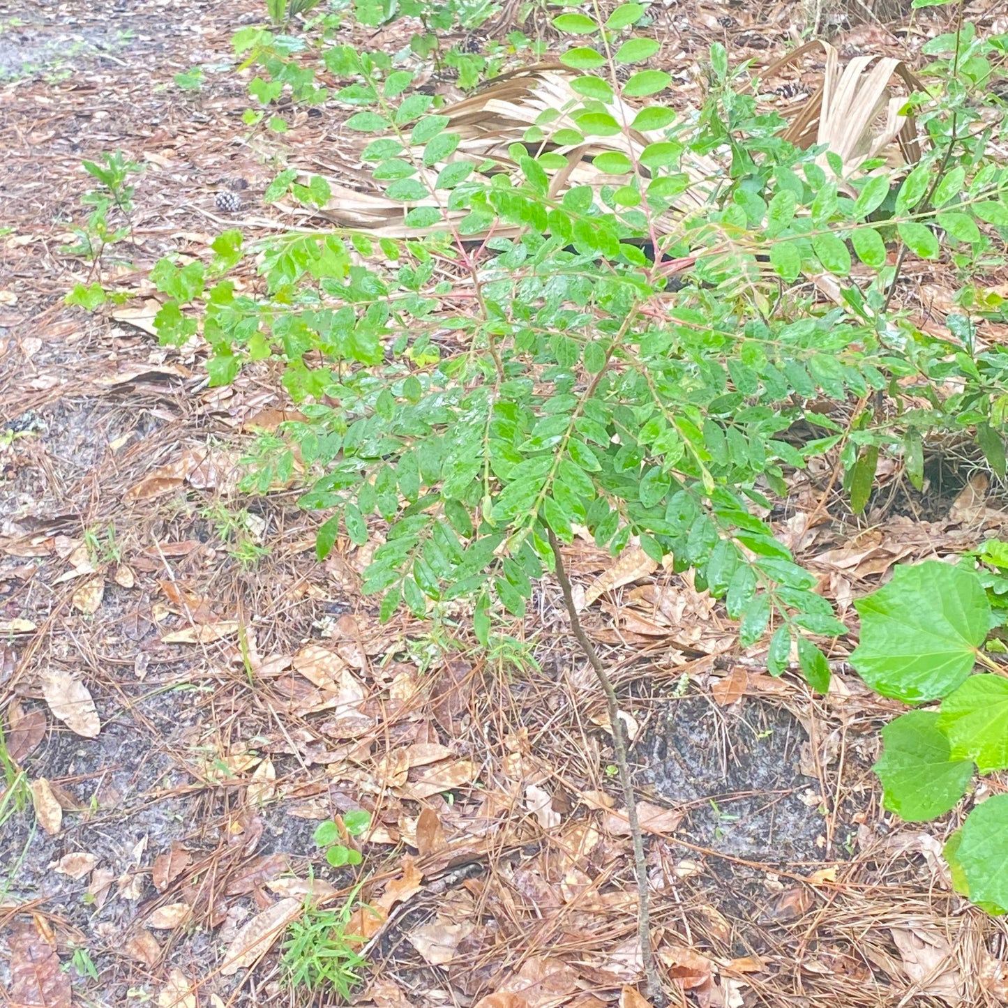 Pink Mimosa Tree and Seeds