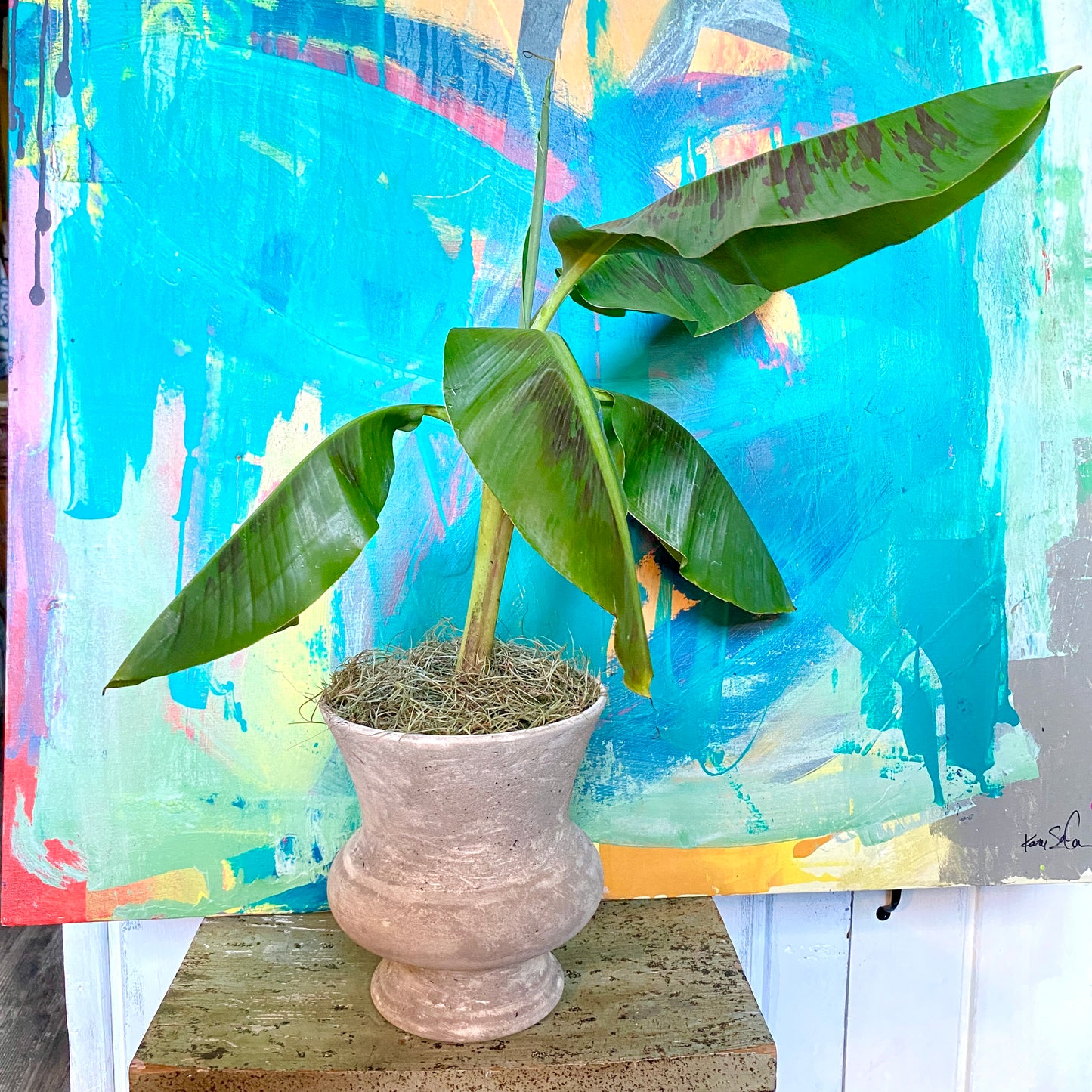 Musa Dwarf Cavendish Banana Tree