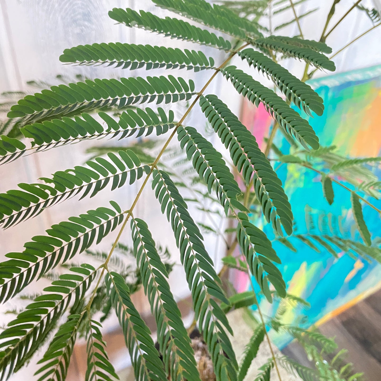 Pink Mimosa Tree and Seeds
