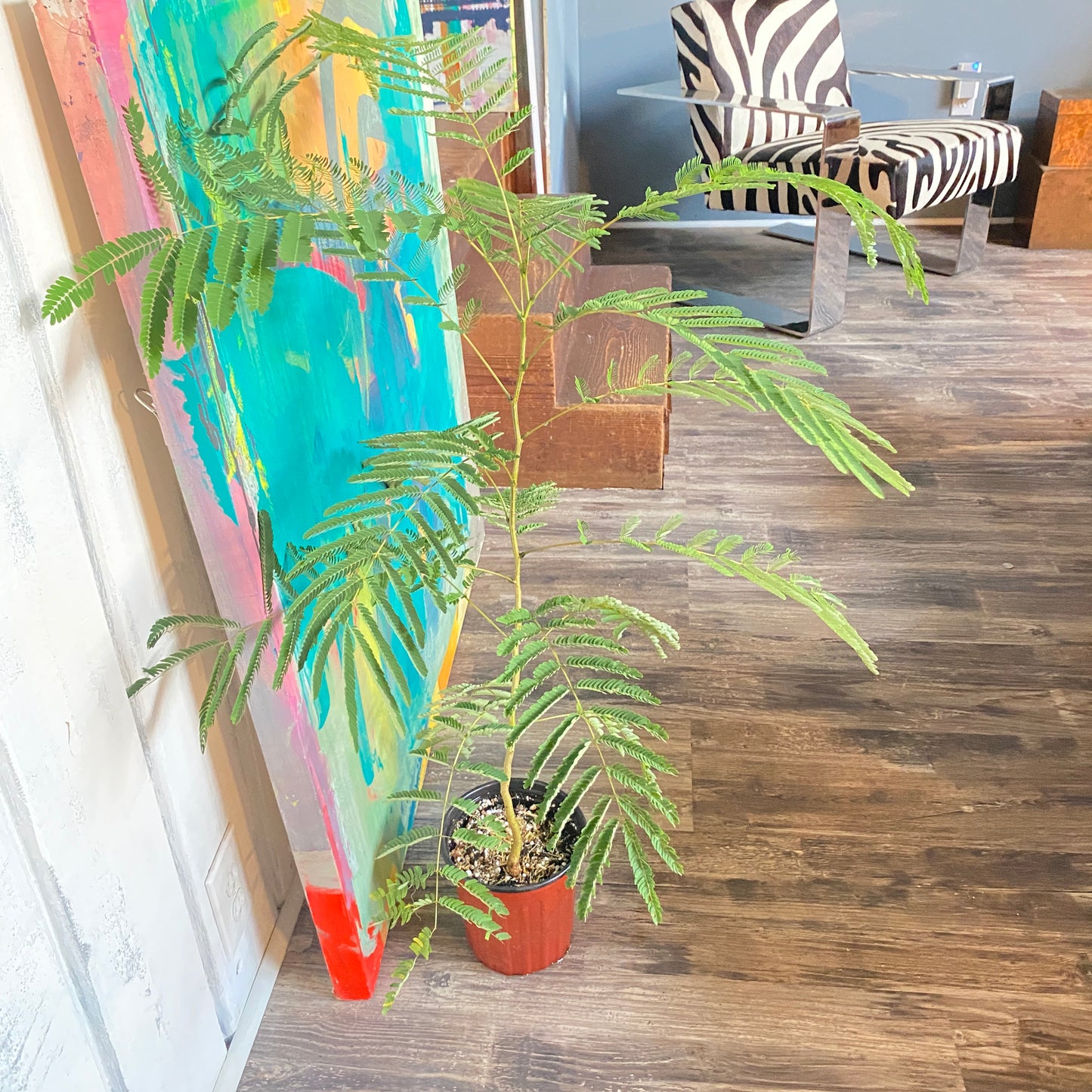 Pink Mimosa Tree and Seeds