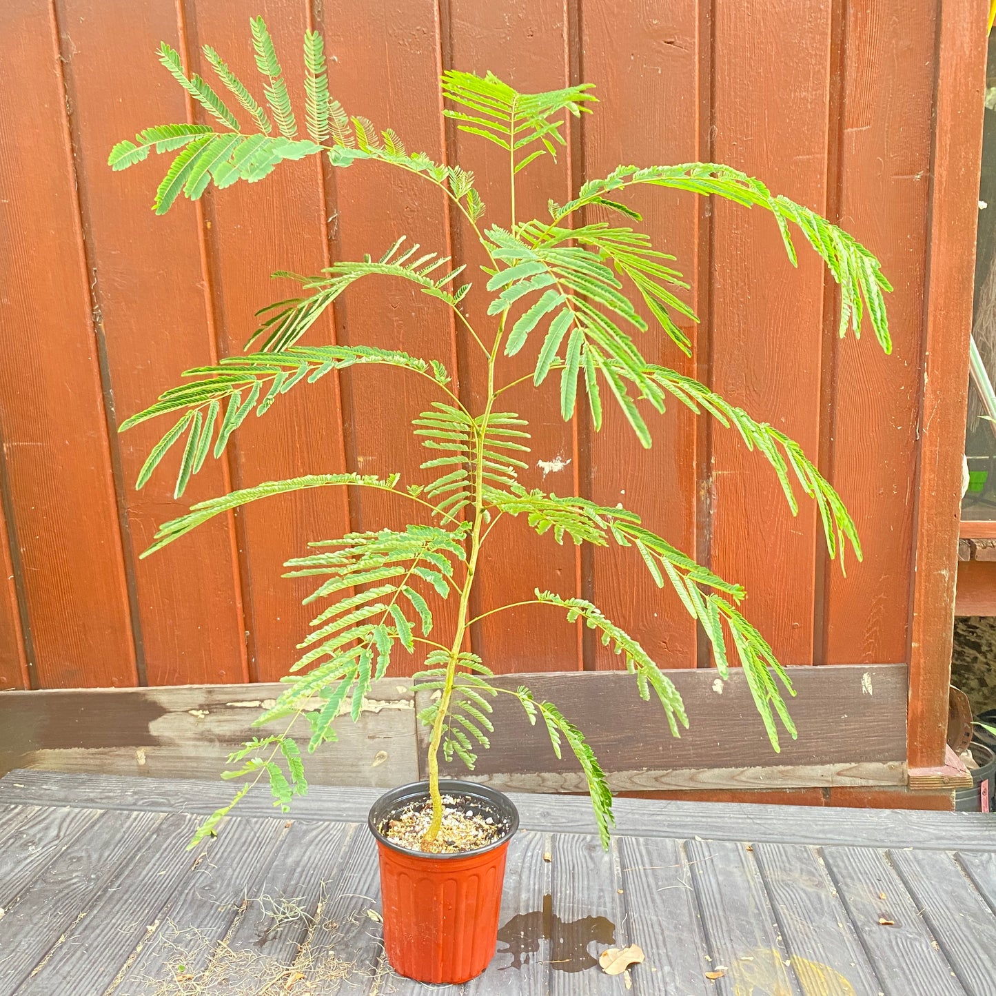 Pink Mimosa Tree and Seeds