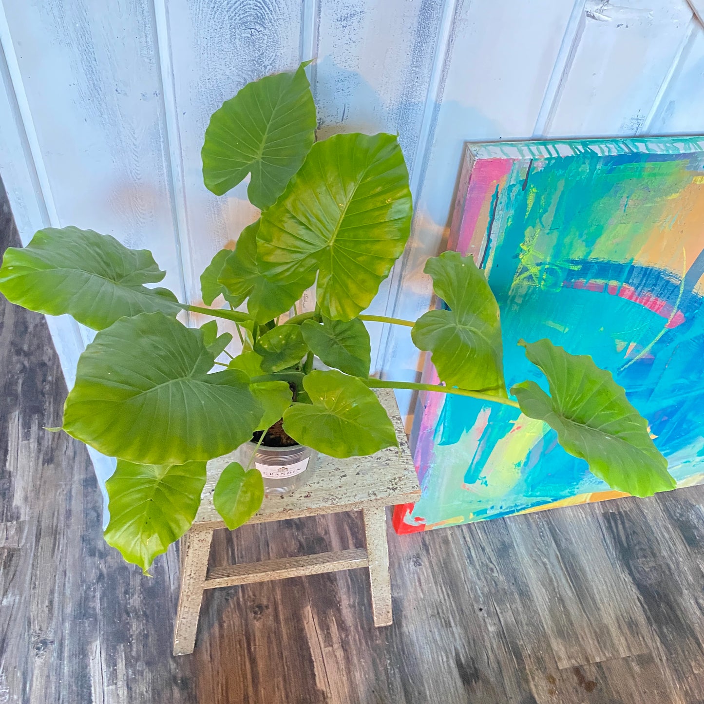 Alocasia Elephant Ear in a Champagne Bucket!