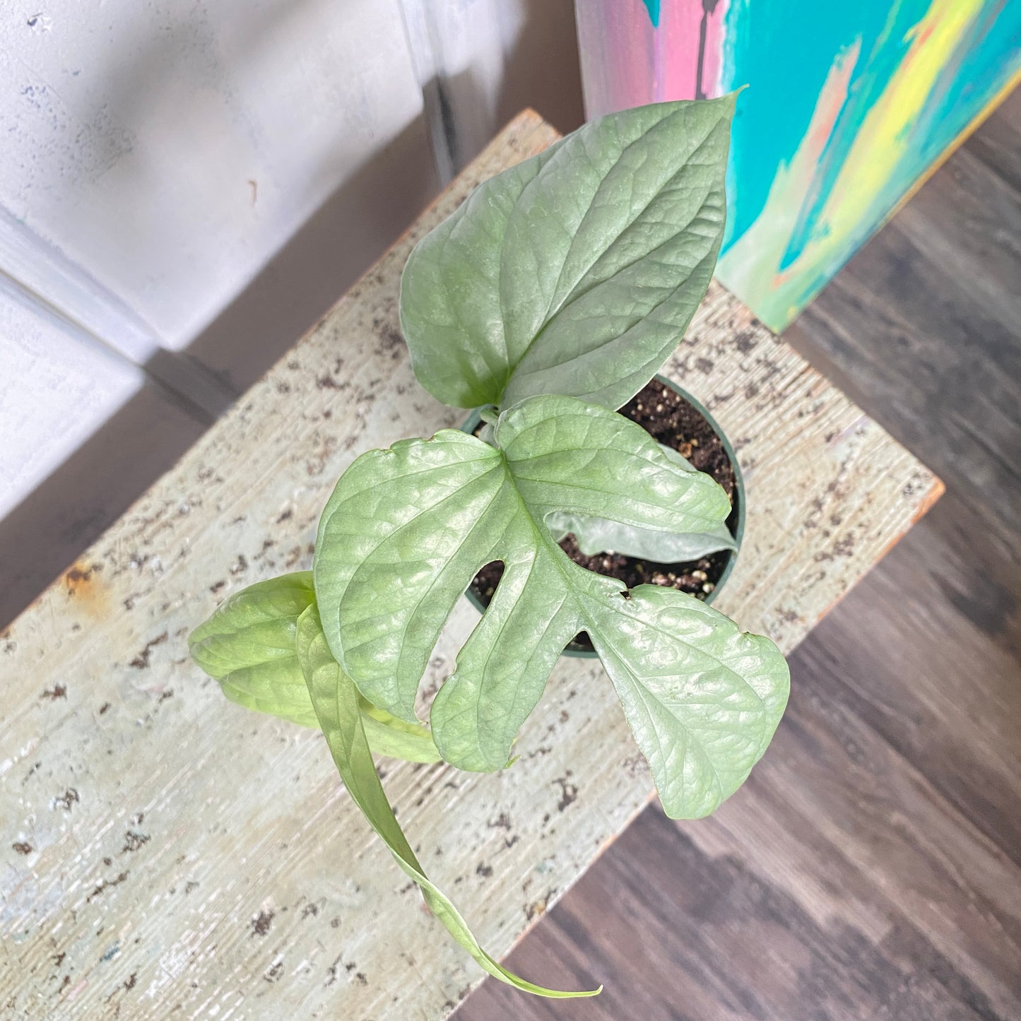 Monstera Amydrium