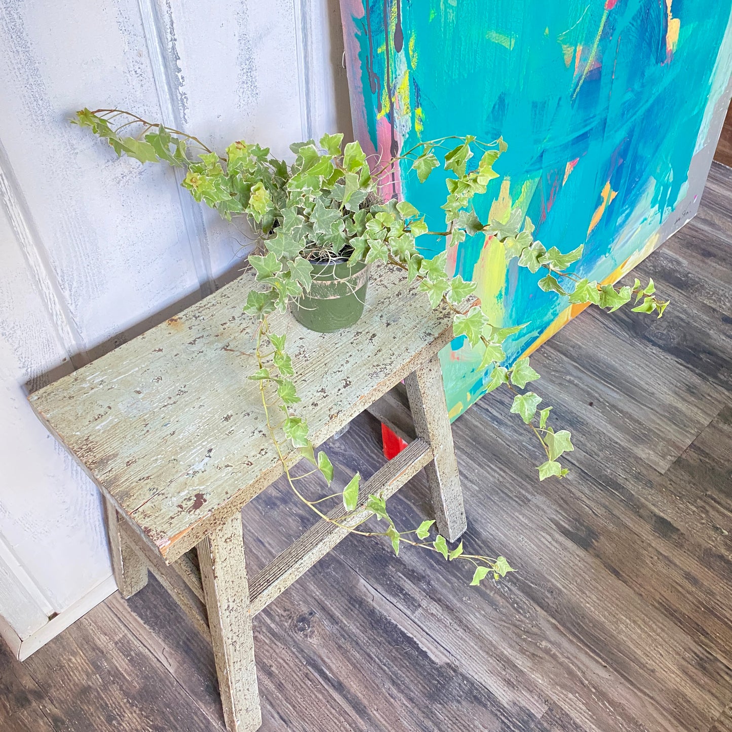 Hedera Goldchild English Ivy