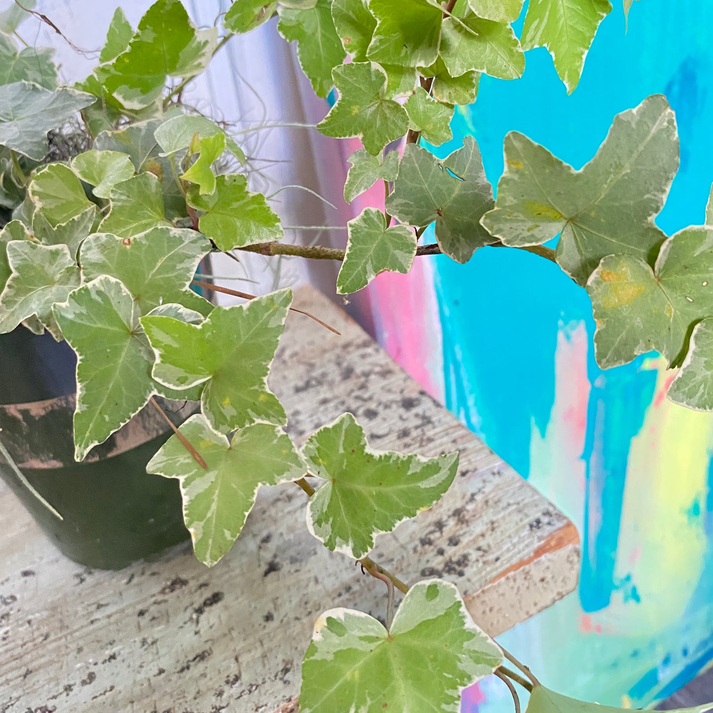 Hedera Goldchild English Ivy