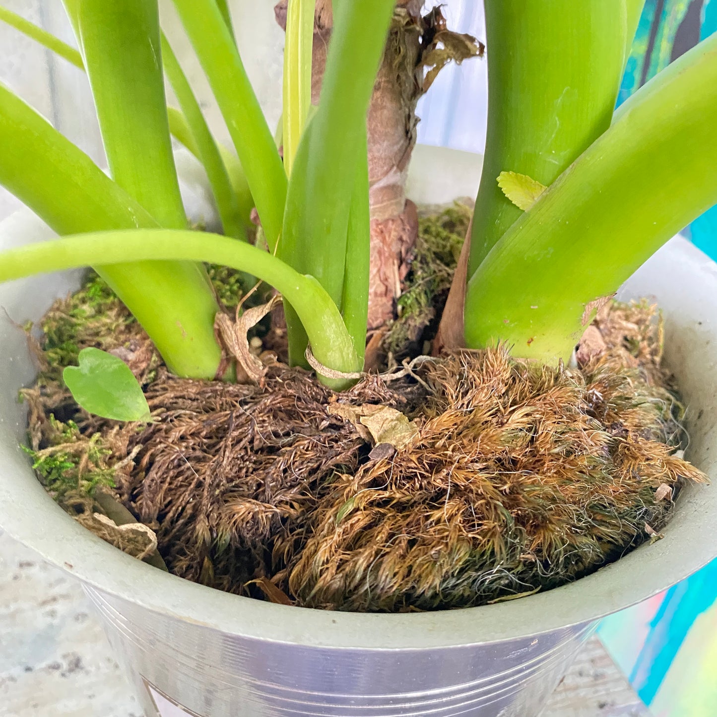 Alocasia Elephant Ear in a Champagne Bucket!