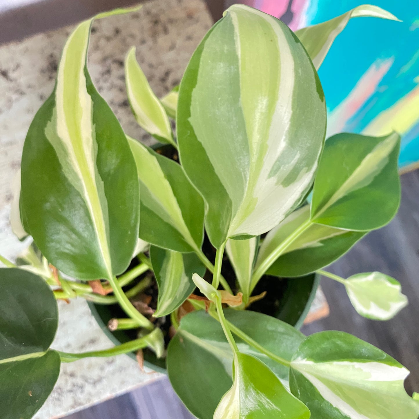 Philodendron Silver Stripe Vine