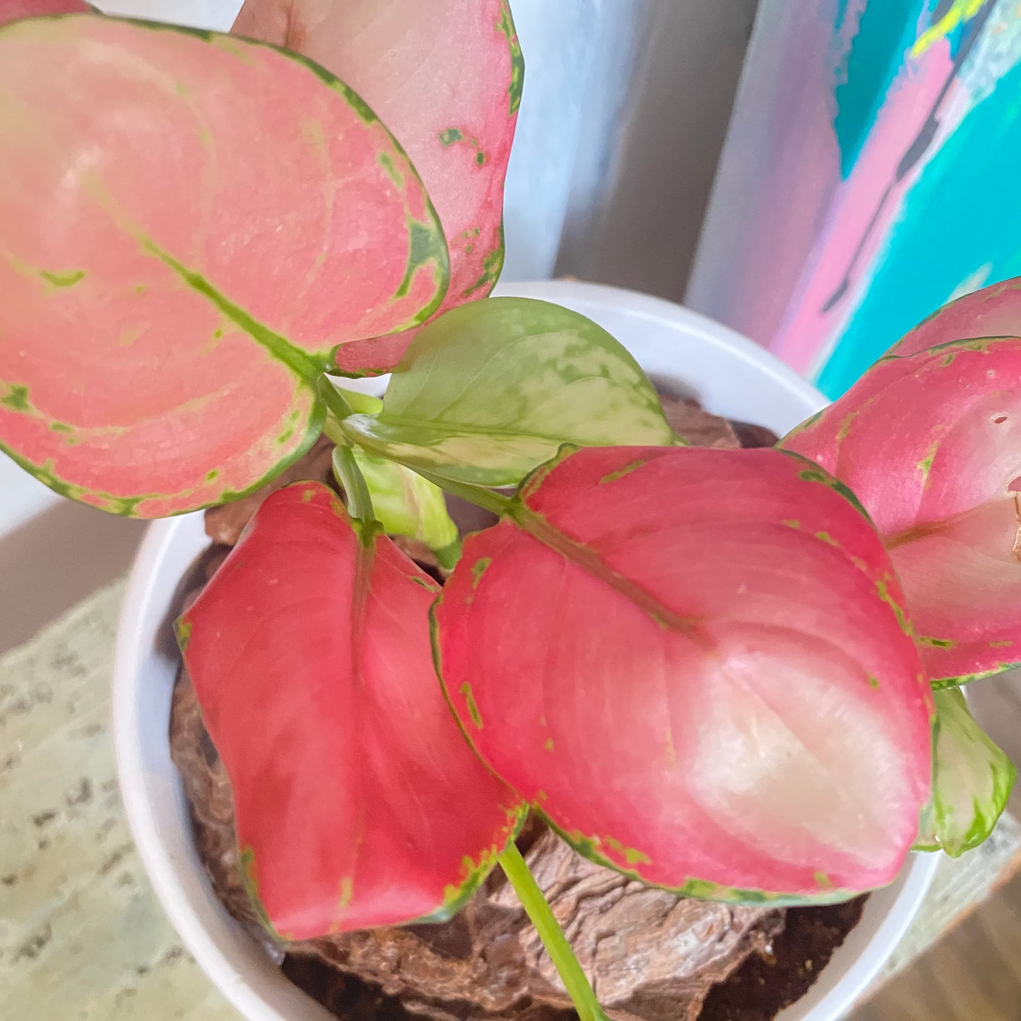 Aglaonema Valentine