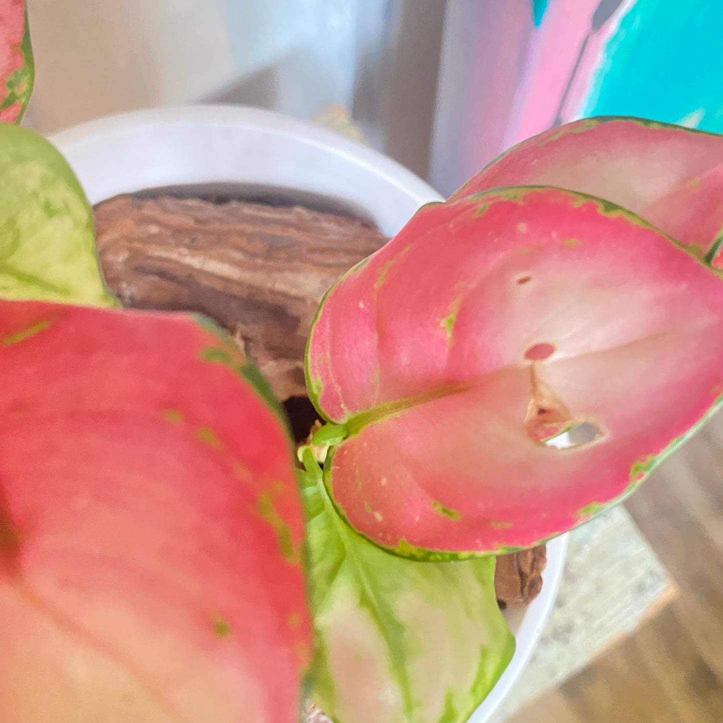 Aglaonema Valentine