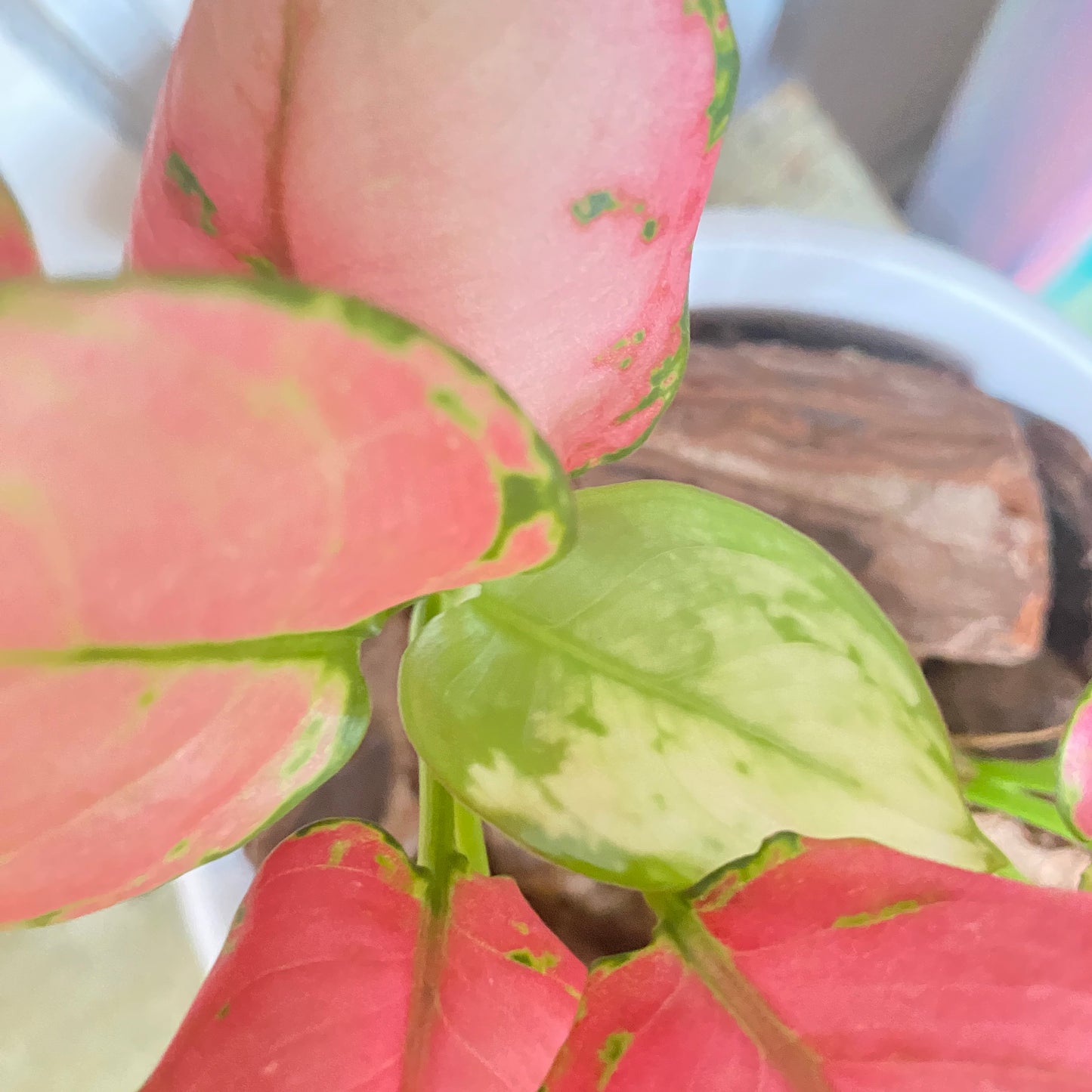 Aglaonema Valentine