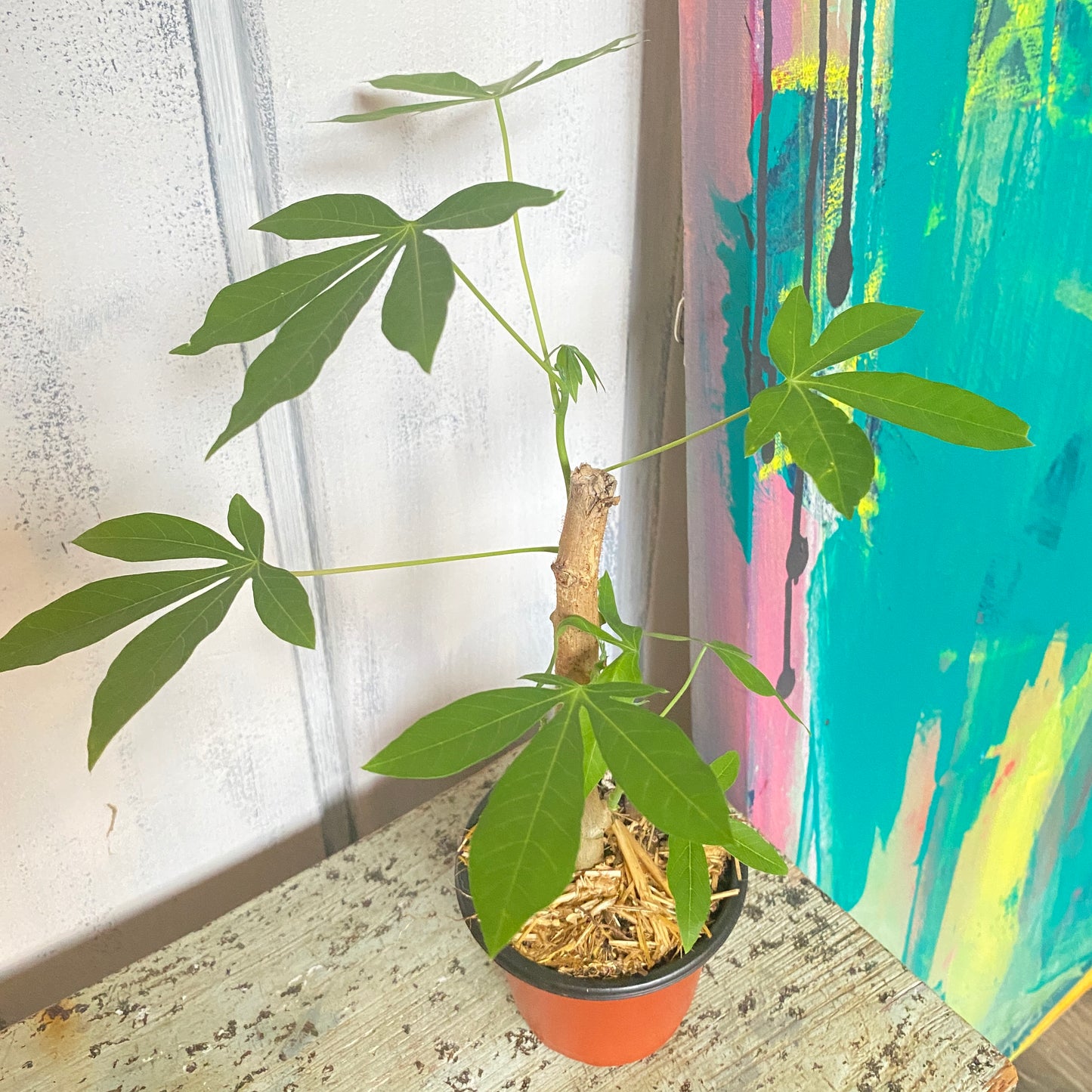 Money Tree