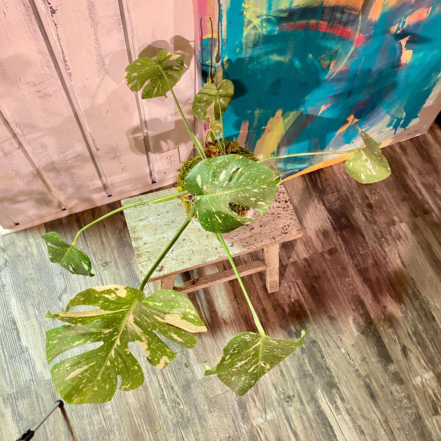 Monstera Deliciosa 'Thai Constellation' in Distressed Faux Urn