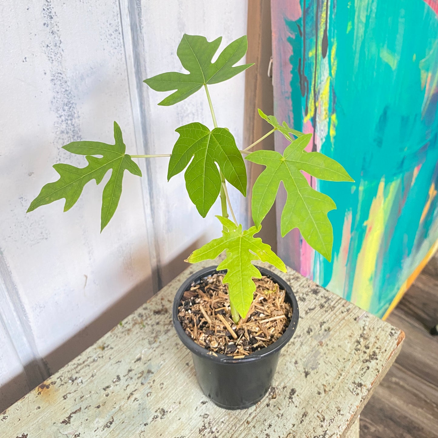 Dwarf Papaya Tree