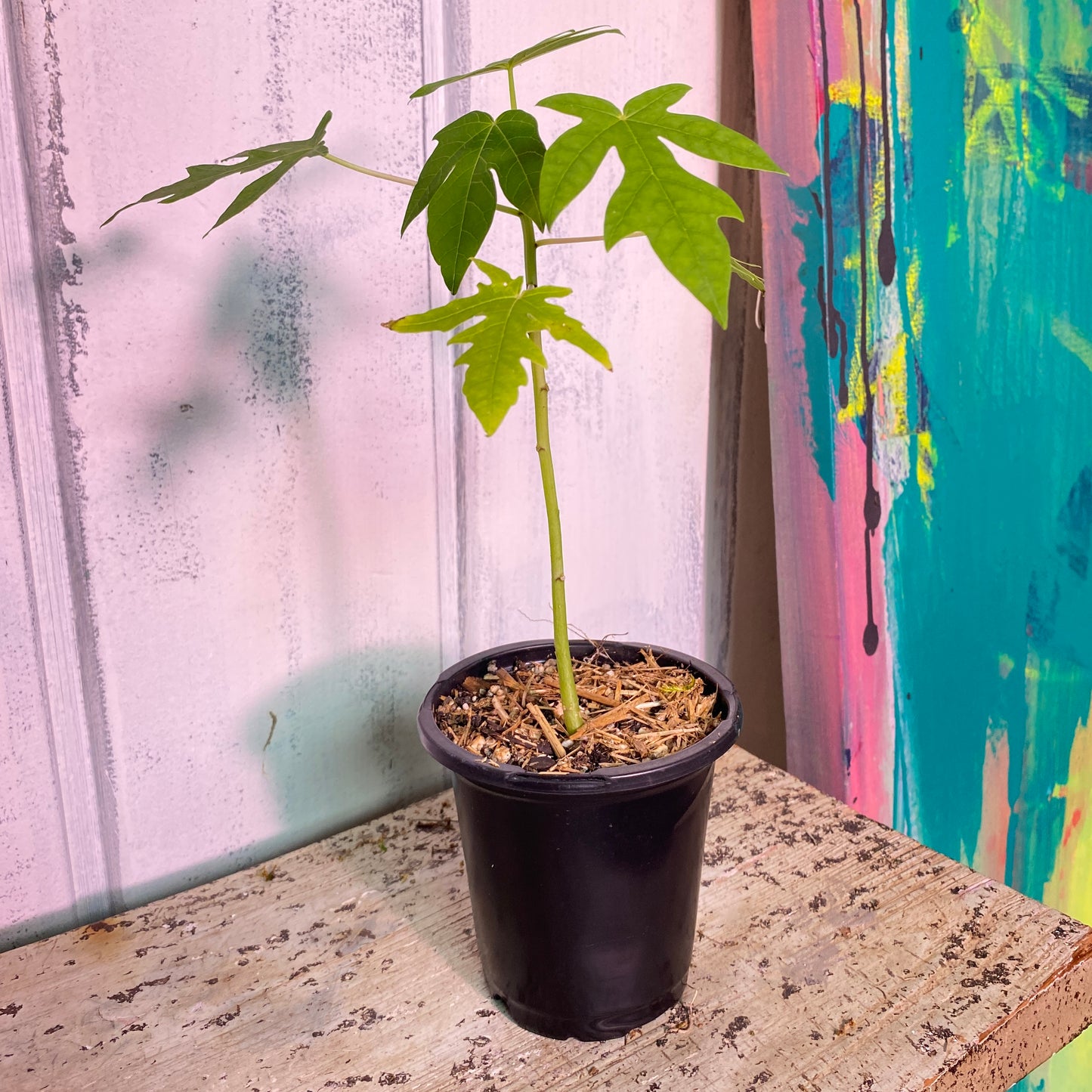 Dwarf Papaya Tree