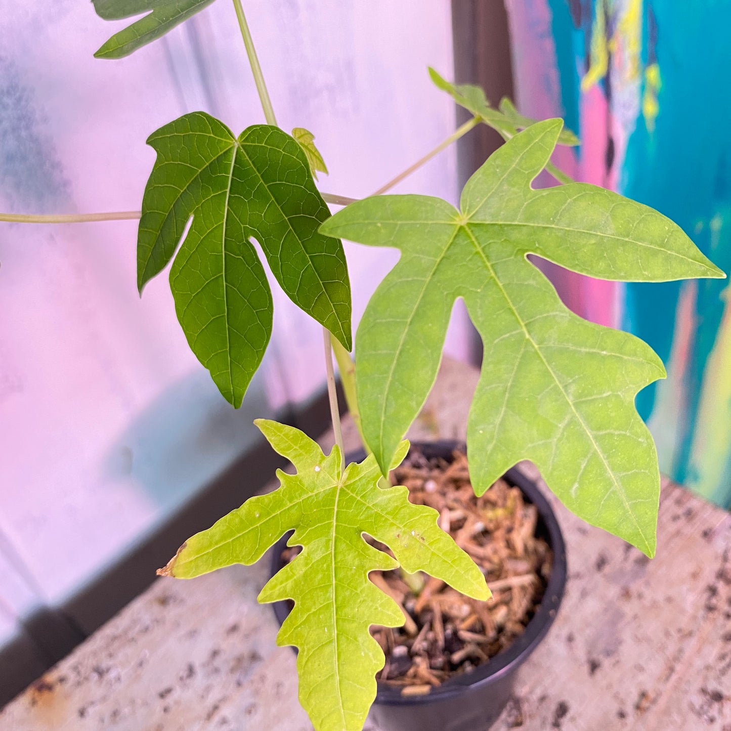 Dwarf Papaya Tree
