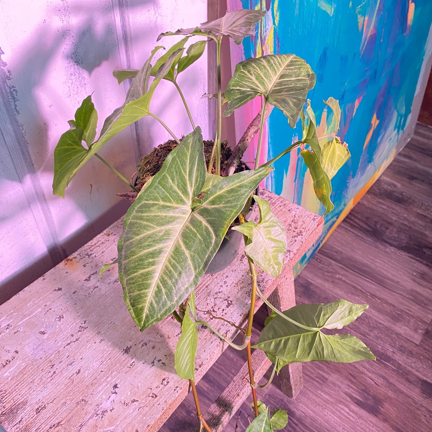 Arrowhead Plant Syngonium Podophyllum