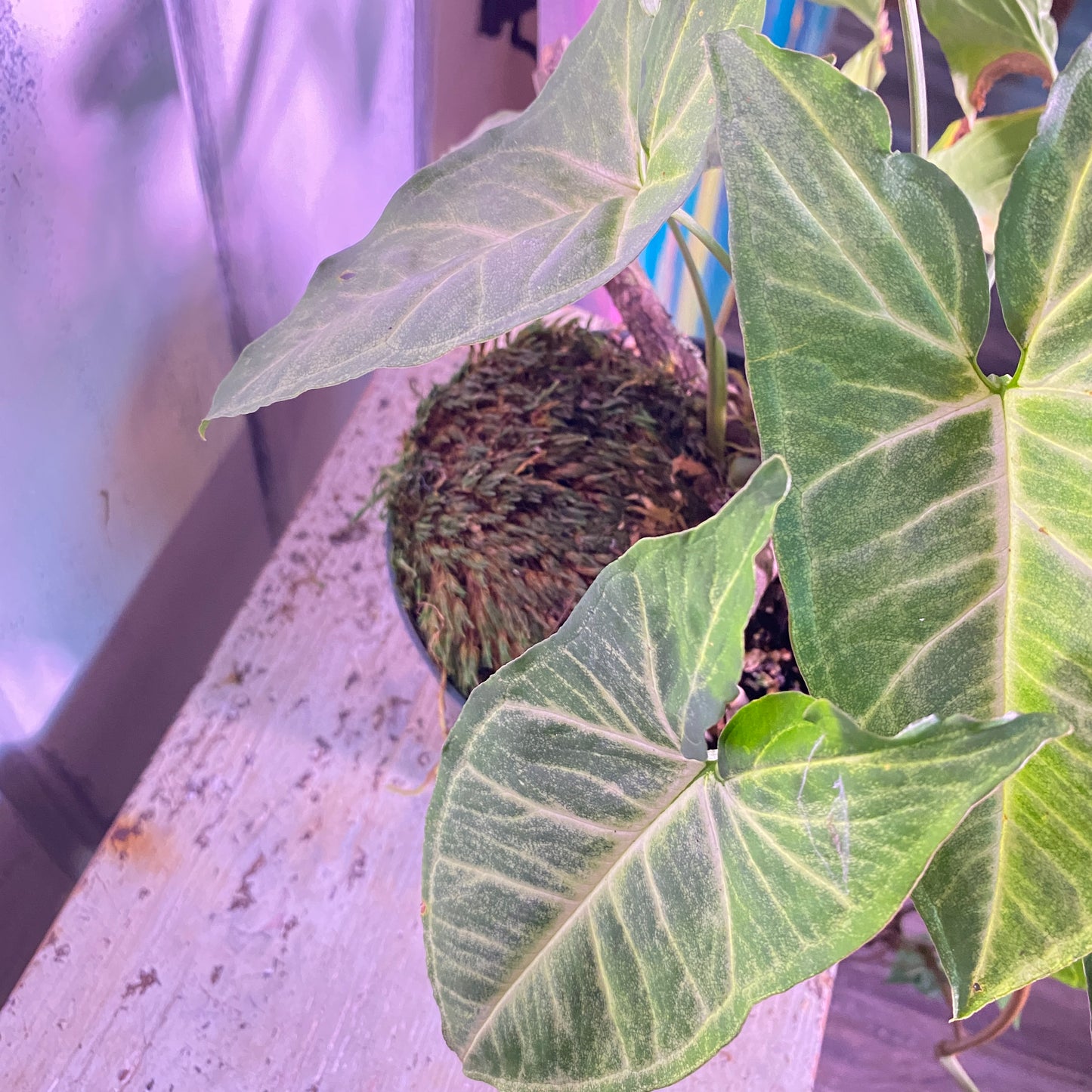 Arrowhead Plant Syngonium Podophyllum