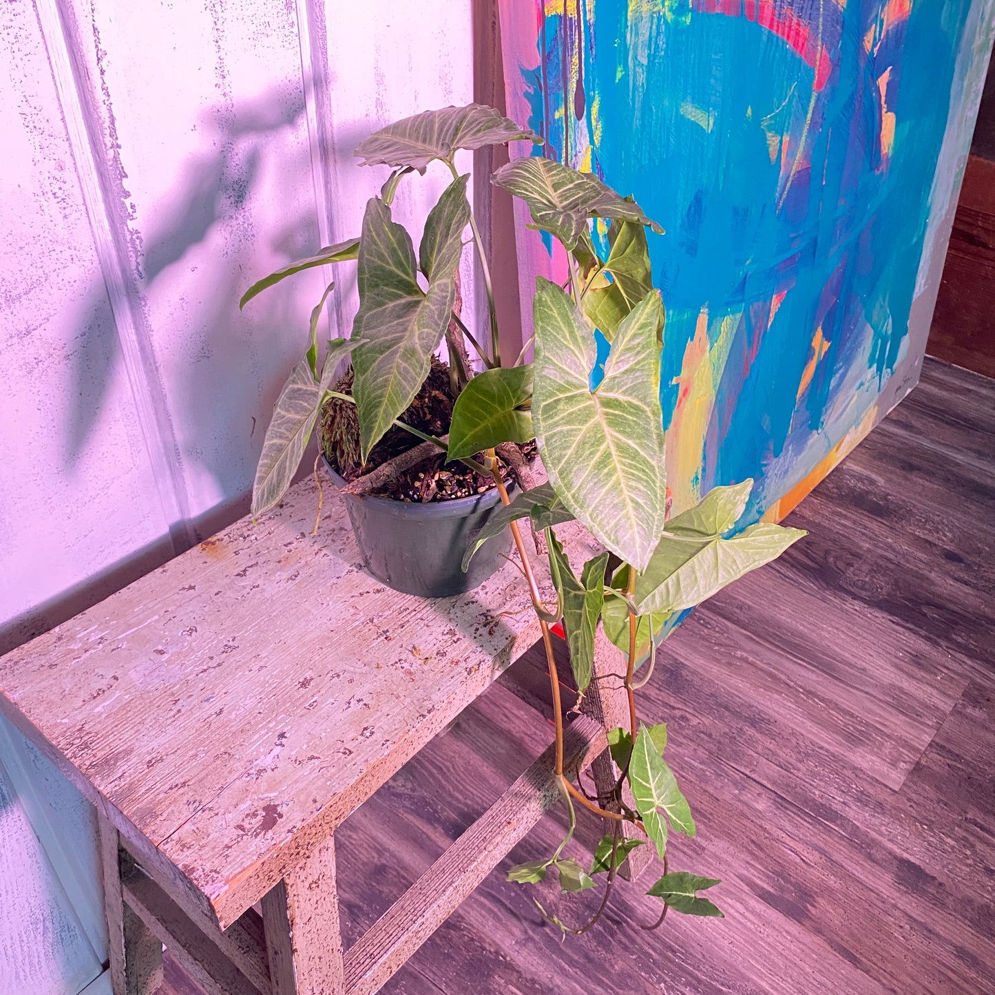 Arrowhead Plant Syngonium Podophyllum