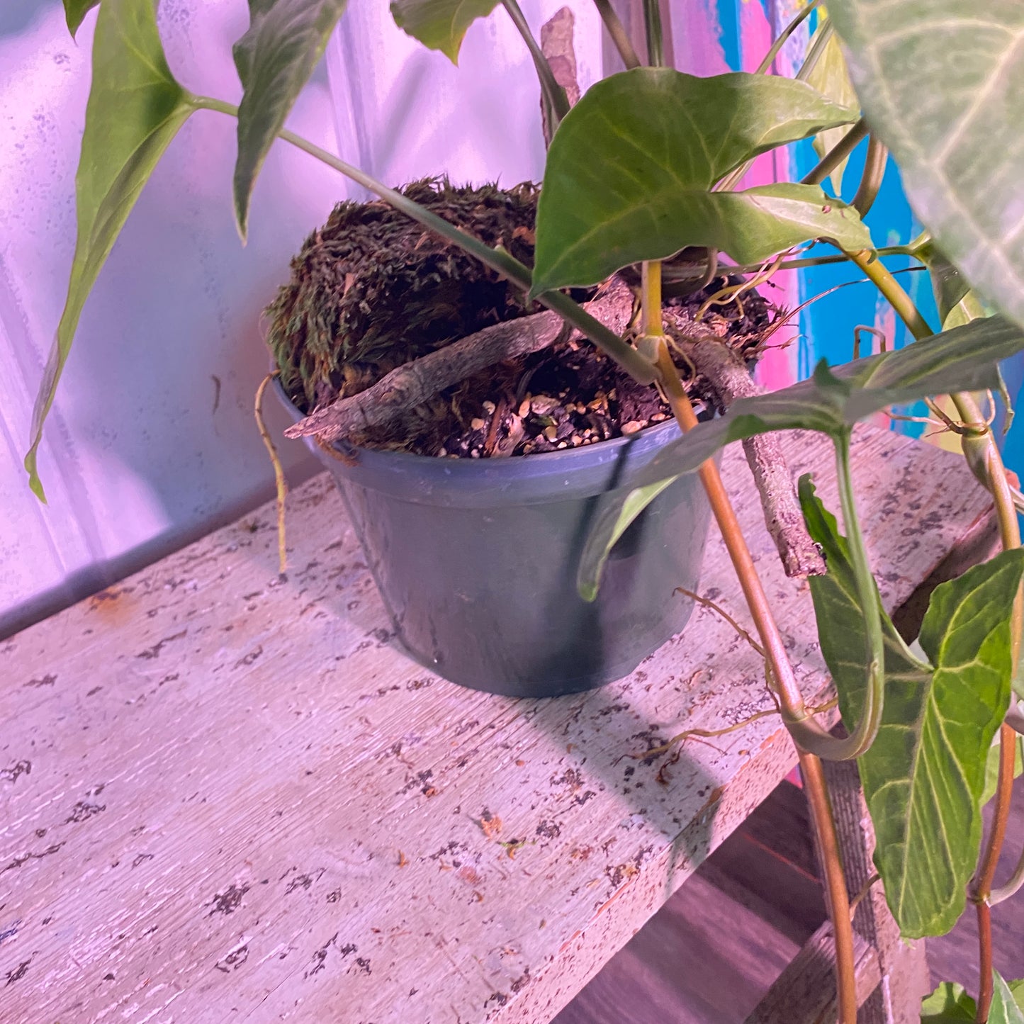 Arrowhead Plant Syngonium Podophyllum