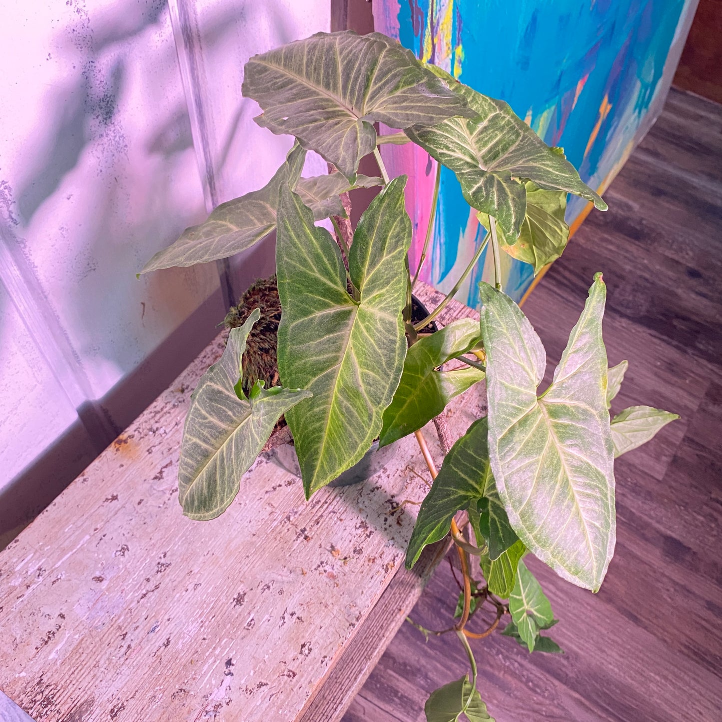 Arrowhead Plant Syngonium Podophyllum