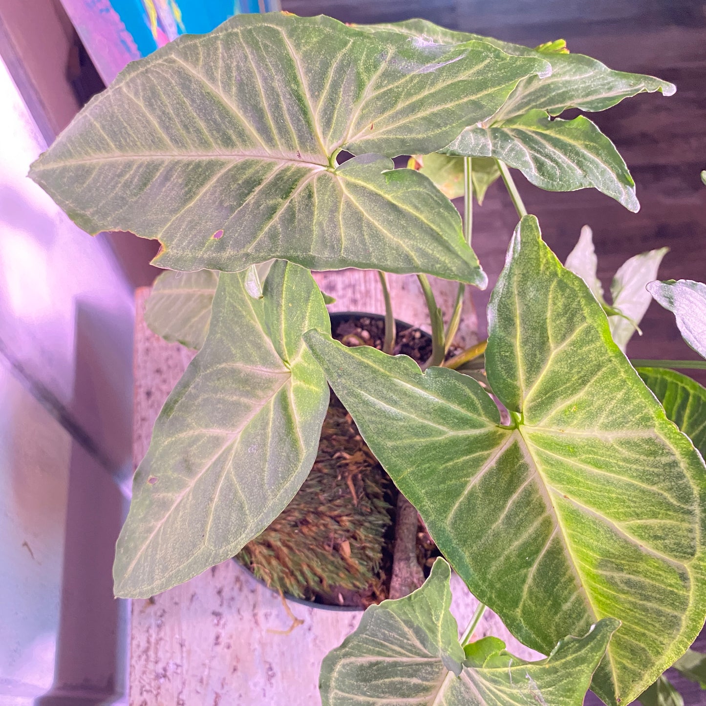 Arrowhead Plant Syngonium Podophyllum