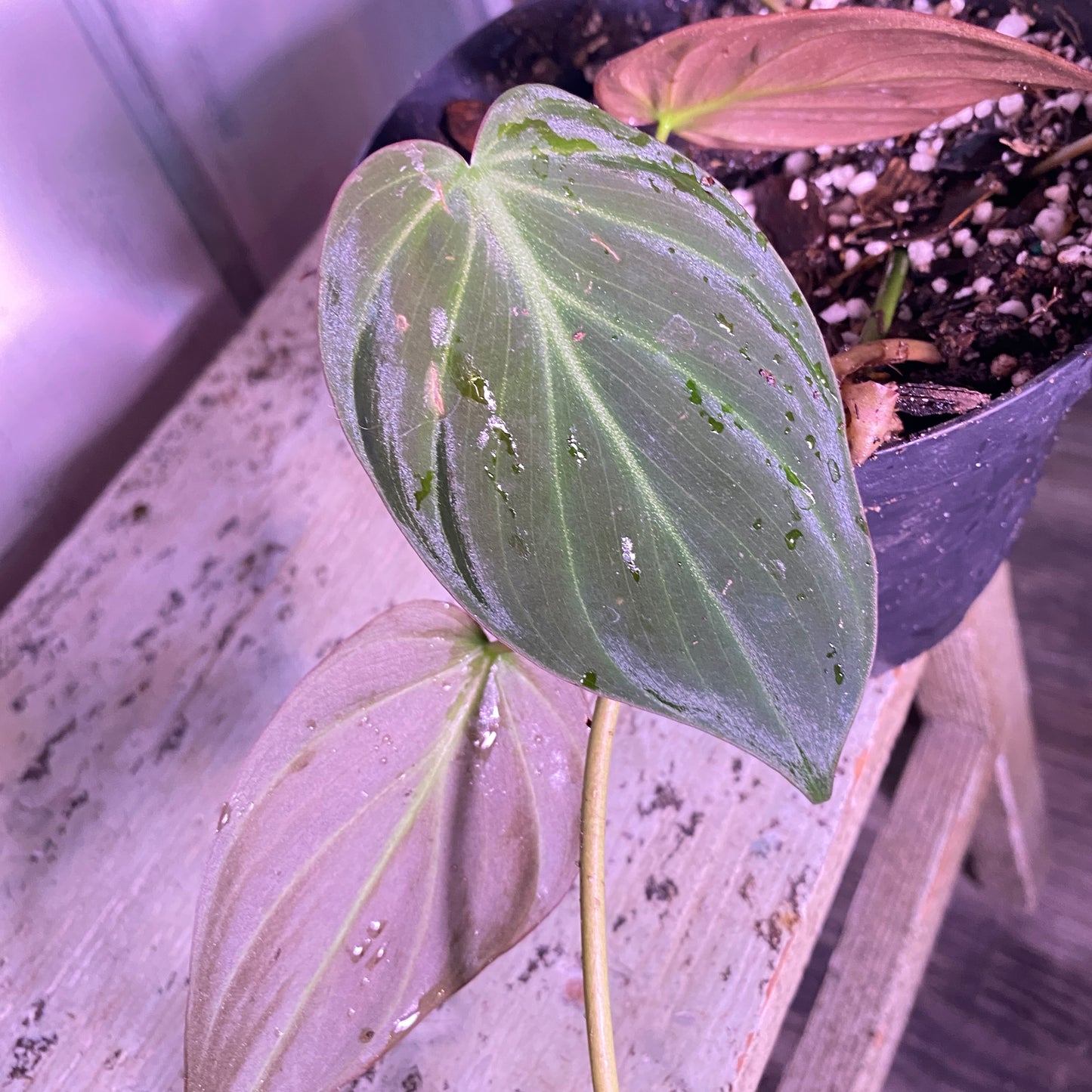Philodendron Micans